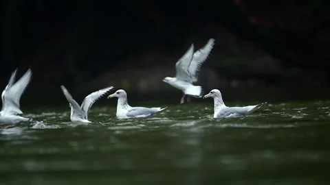 Herring Gull Taking Flight from Pond in British Columbia Stock-Footage 322087650