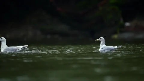 Herring Gull Taking Flight from Pond in British Columbia Stock-Footage 322087669