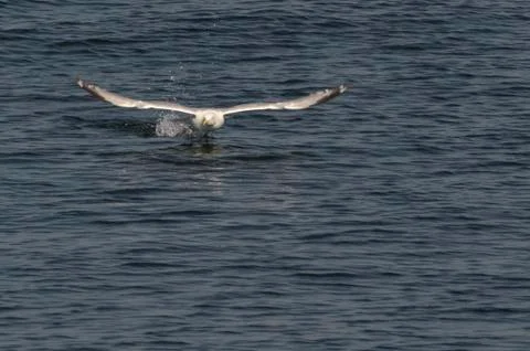 Herring gull taking off Stock Photos