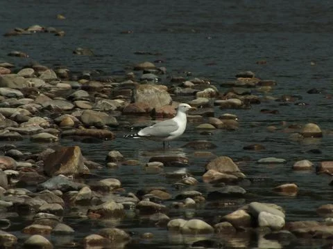 Herring Gull Wading Foto stock