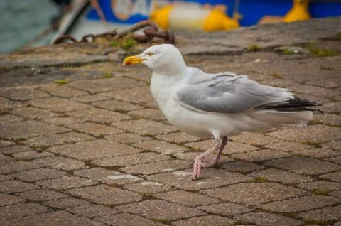 Herring Gull Walking on Stone Path Stock Photos