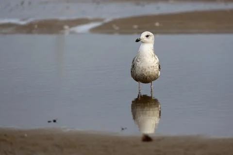 Herring gull in the wild Stock Photos