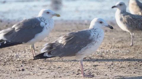 Herring Gulls Larus argentatus in second winter and adult plumage Stock Footage 345163294
