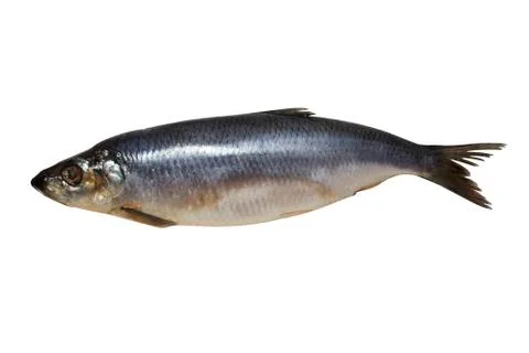 Herring isolated on white background Stock Photos