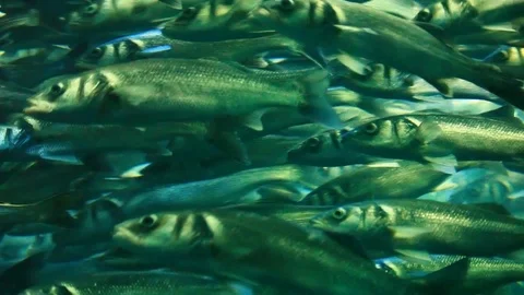  herring - a large flock of fish under the water Stock Footage 92218020