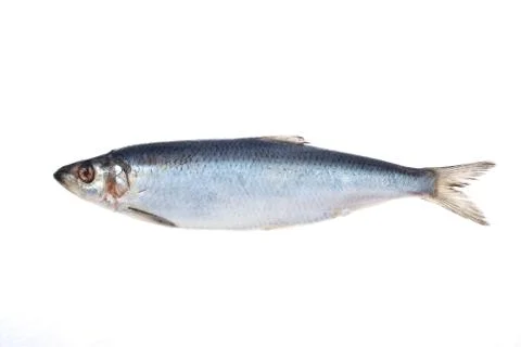 Herring Stock Photos