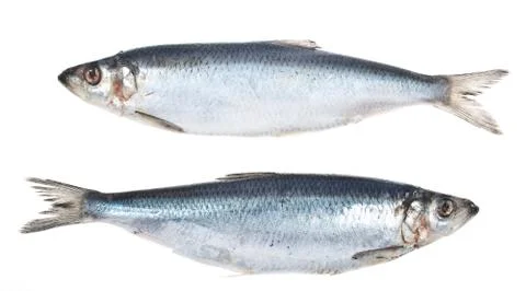 Herring Stock Photos