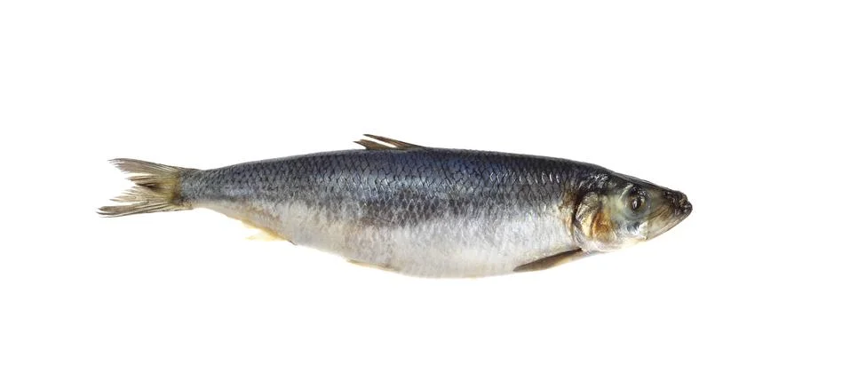 Herring Stock Photos