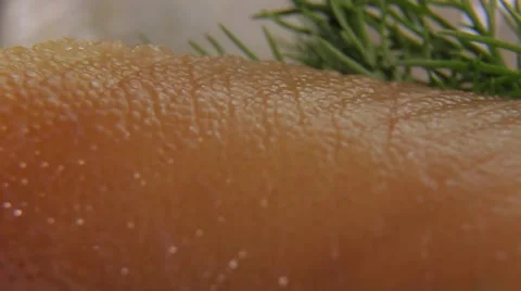 Herring roe. Macro. Video stock 68591712