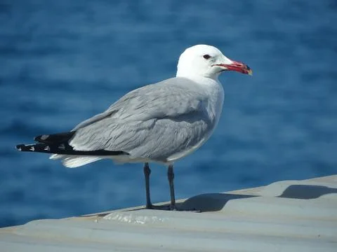 Herring Seagull Resting on a Cargo Container Foto stock