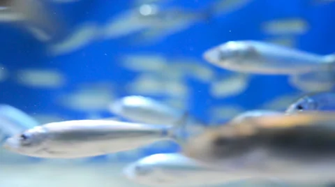 Herring swimming in an aquarium Stock Footage 33909796