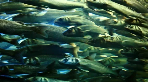 Herring under water Stock Footage 7727169