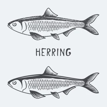 Herring vector illustration Stock Illustration