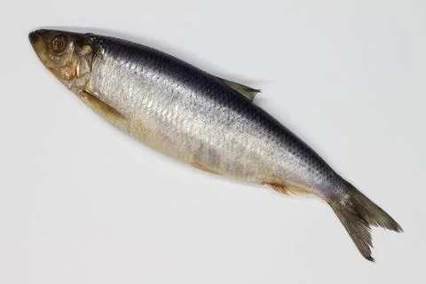 Herring on a white background. Isolated. Whole Salty fish. Salted herring Stock Photos