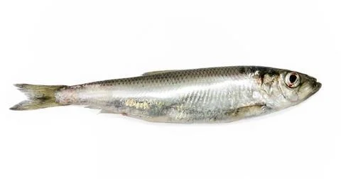 Herring on a white background Stock Photos