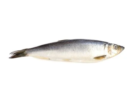 Herring on white closeup Foto stock