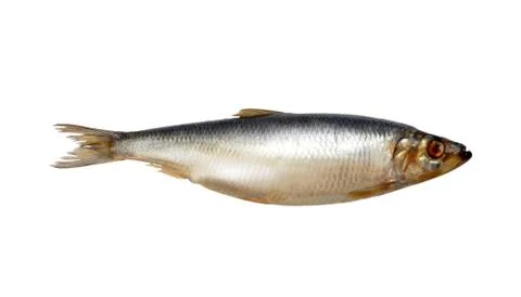 Herring on white Stock Photos