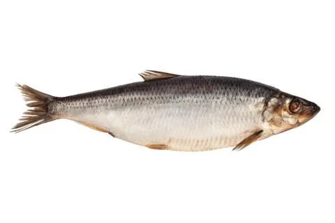 Herring On White Stock Photos