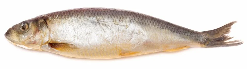 Herring on white Stock Photos