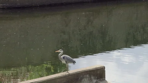 Herron 2 Video stock 257831309