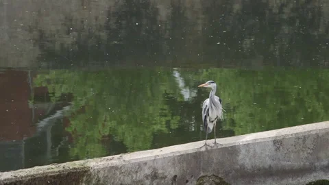 Herron 3 Video stock 257831697