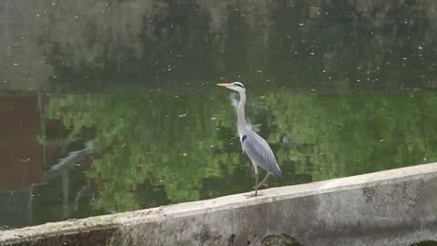 Herron 4 Video stock 257832471