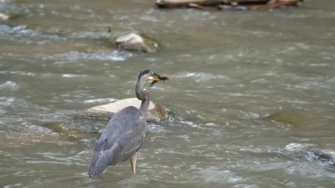 Herron catching a fish in the river in 4k Stock Footage 288142723