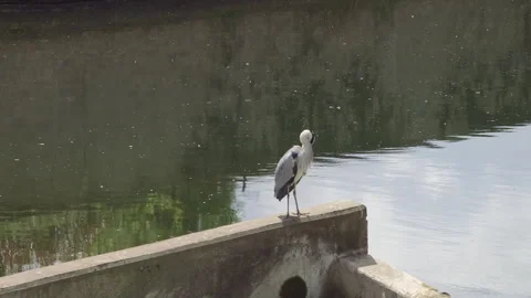 Herron Video stock 257831867