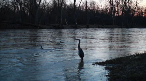 Herron in River at dusk Stock Footage 49163691