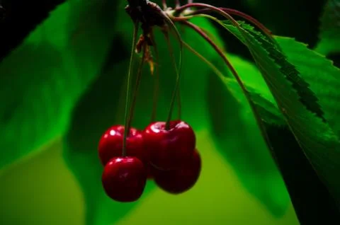 ?herry tree growing on a tree . Stock Photos