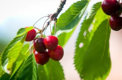 ?herry tree growing on a tree . Stock Photos