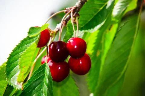 ?herry tree growing on a tree . Stock Photos