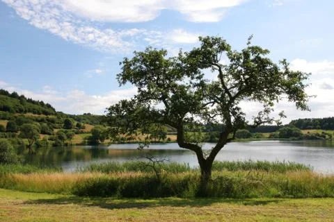 Herzbaum Stock Photos