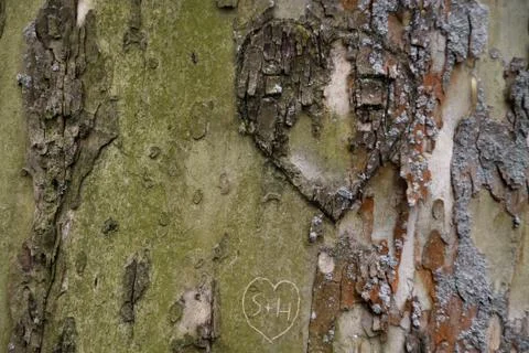 Herzschnitzerei in einem Baum Stock Photos