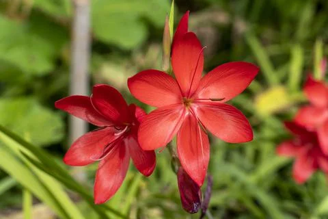 Hesperantha coccinea 'Major' Stockfoto's