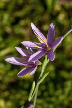 Hesperantha Huttonii Stock Photos