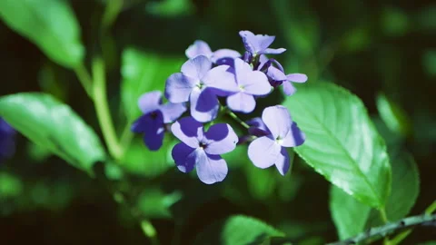 Hesperis matronalis Dame's Rocket . Blue flower close up Stock Footage 113761866