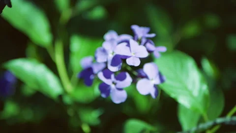 Hesperis matronalis Dame's Rocket . Blue flower blur. Stock Footage 113761941