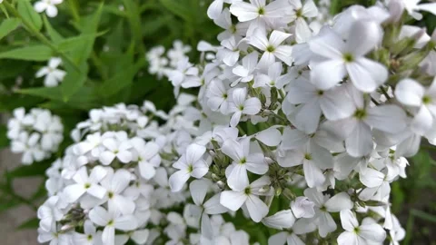 Hesperis matronalis. Dame's Rocket . White flower closeup. Stock Footage 156631567