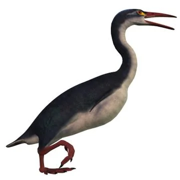 Hesperornis bird on white Stock Illustration