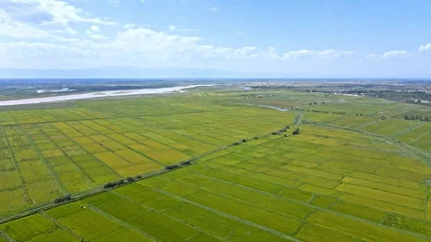 Hetao Plain of the Yellow River Basin - autumn rice fields Stock Footage 257988560