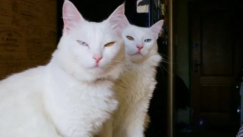 Heterochromatic two white cats sit on the table, a little girl comes to cats. Da Stock Footage 80412304