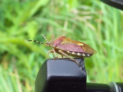 Heteropter bug Stock Photos