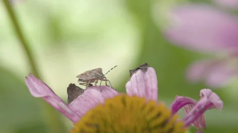 A heteroptera bug crawling on the petal Stock Footage 41770718