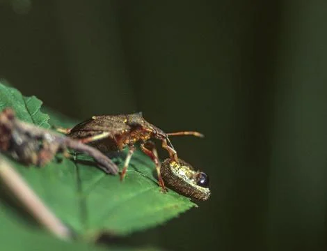 Heteroptera, bug, prey, capture, hunting, insects, hunting Stock Photos