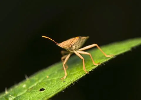 Heteroptera Stock Photos