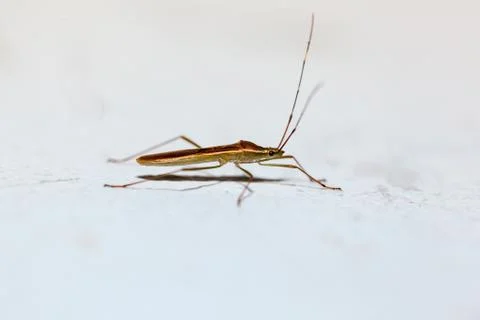 Heteroptera Foto stock