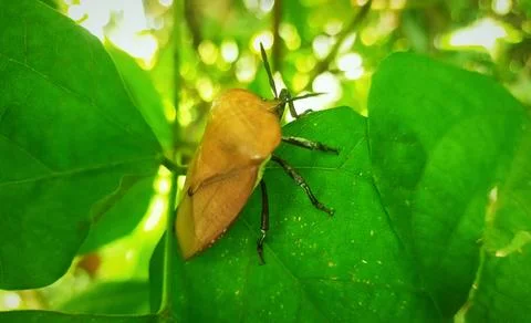 Heteroptera Foto stock