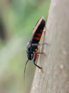 Heteroptera Stock Photos