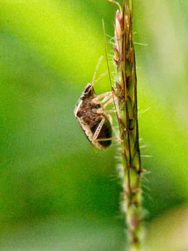 Heteroptera Stock Photos